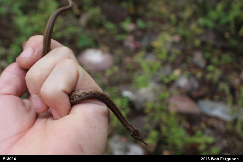 Dekay's Brownsnake