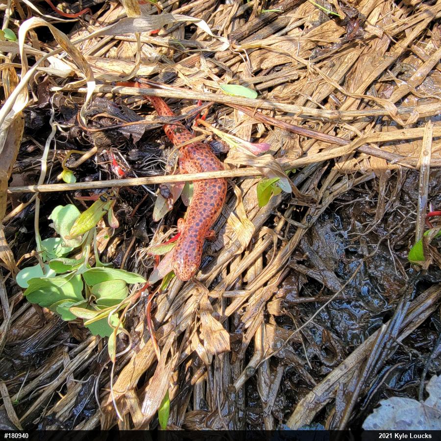 Northern Red Salamander