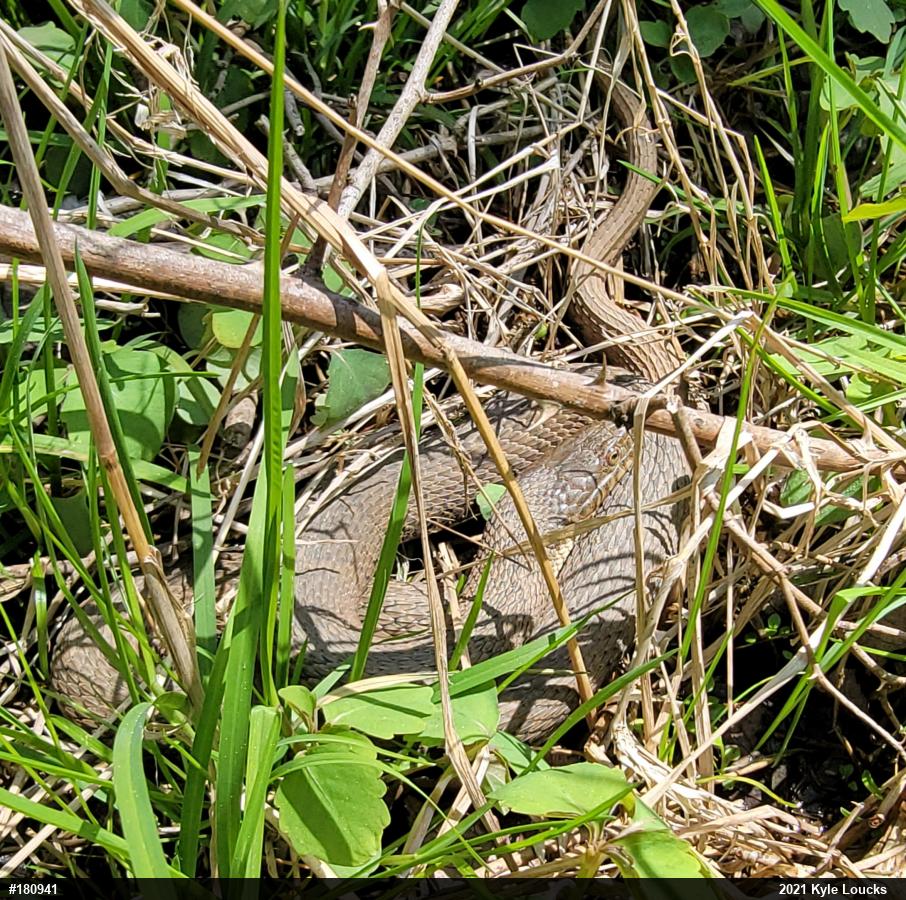 Northern Watersnake