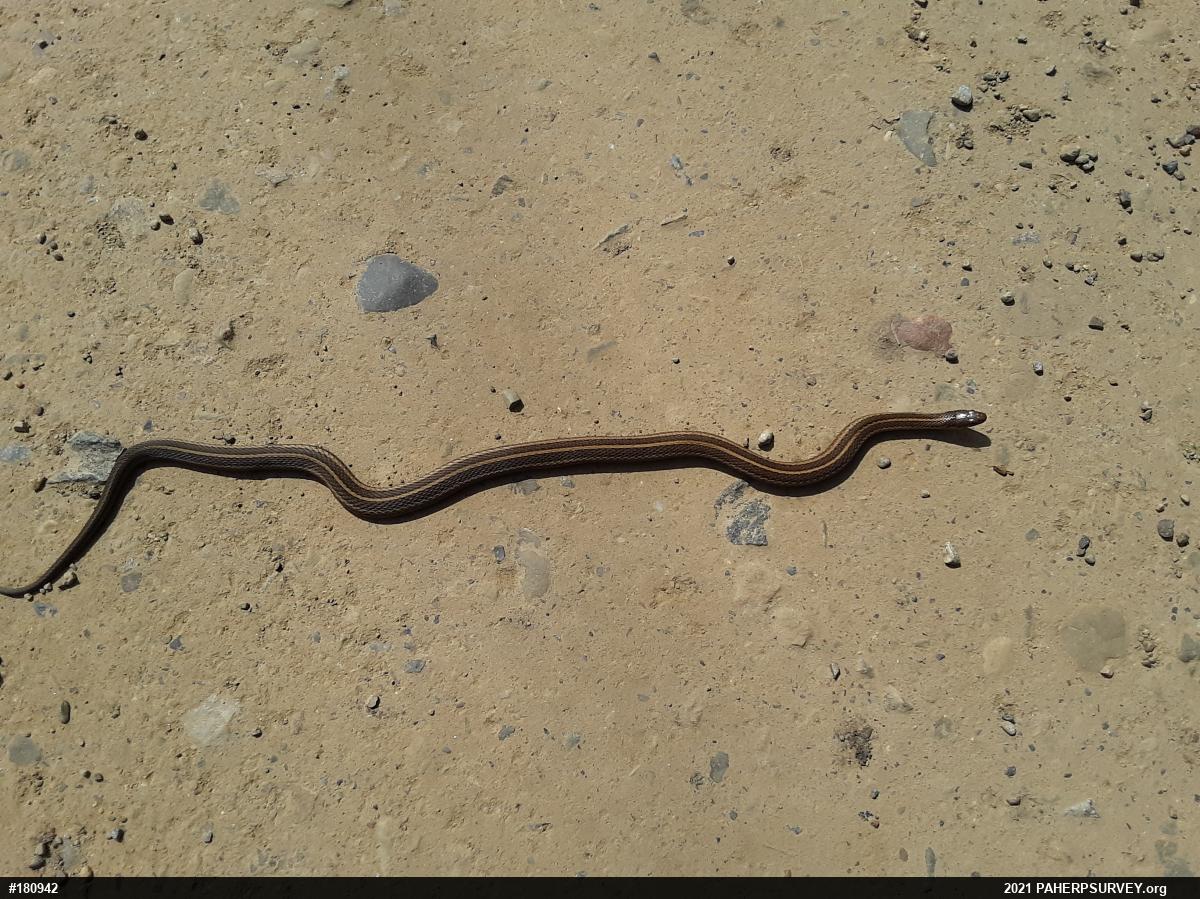 Shorthead Gartersnake