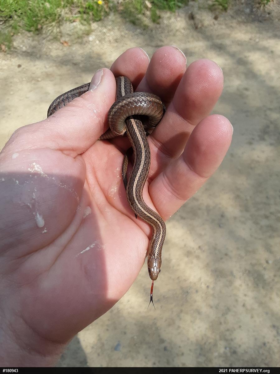 Shorthead Gartersnake