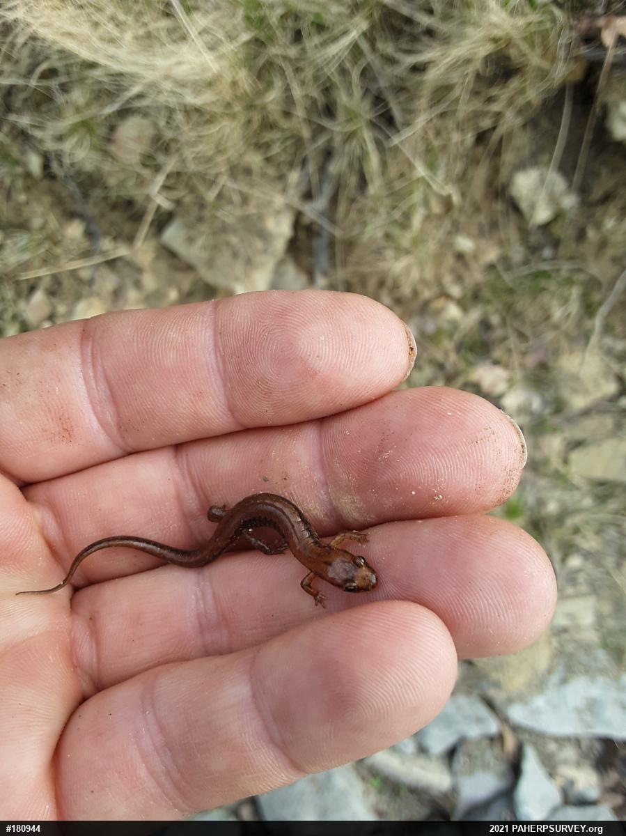 Allegheny Mountain Dusky Salamander