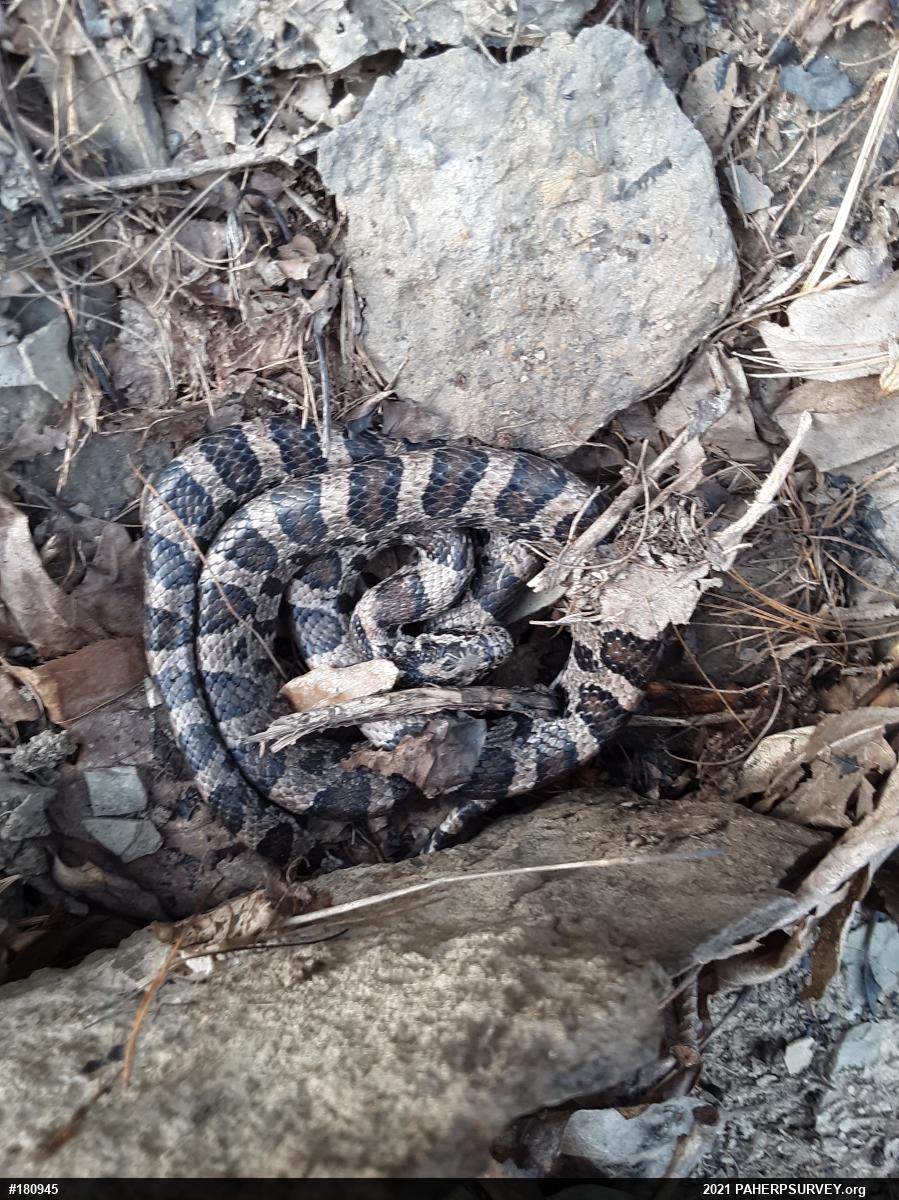Eastern Milksnake