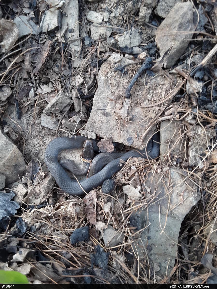 Northern Ring-necked Snake