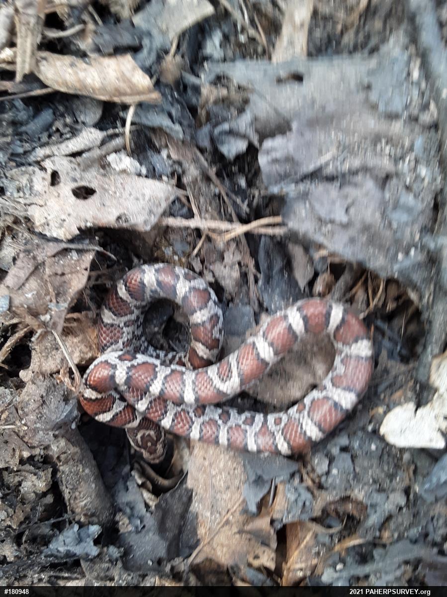 Eastern Milksnake