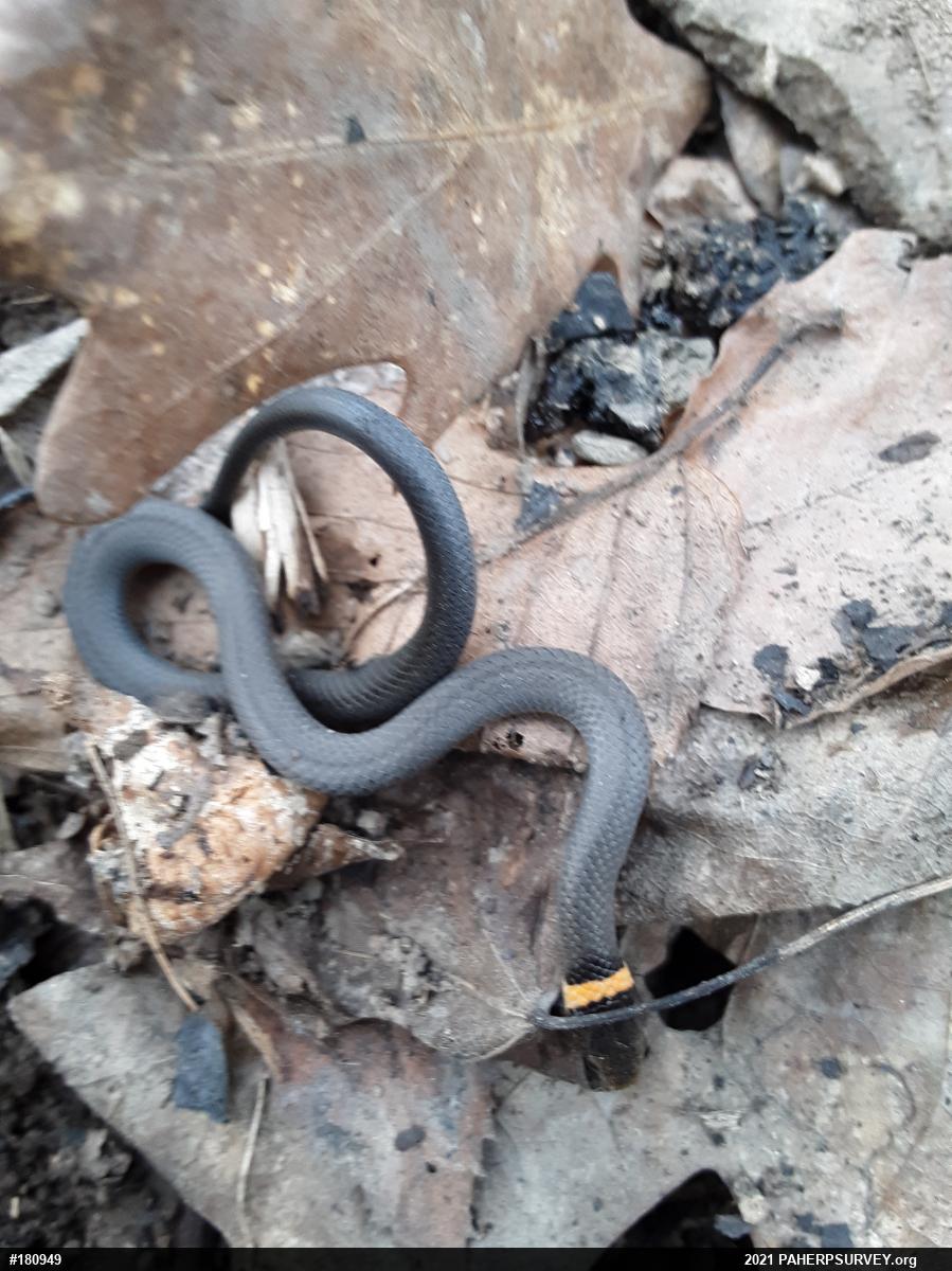 Northern Ring-necked Snake
