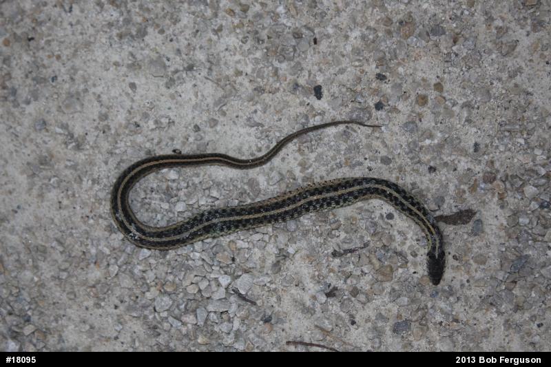 Eastern Gartersnake