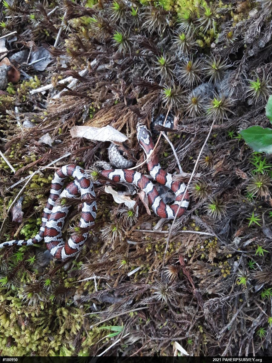 Eastern Milksnake