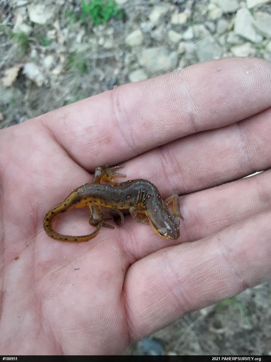 Red-spotted Newt