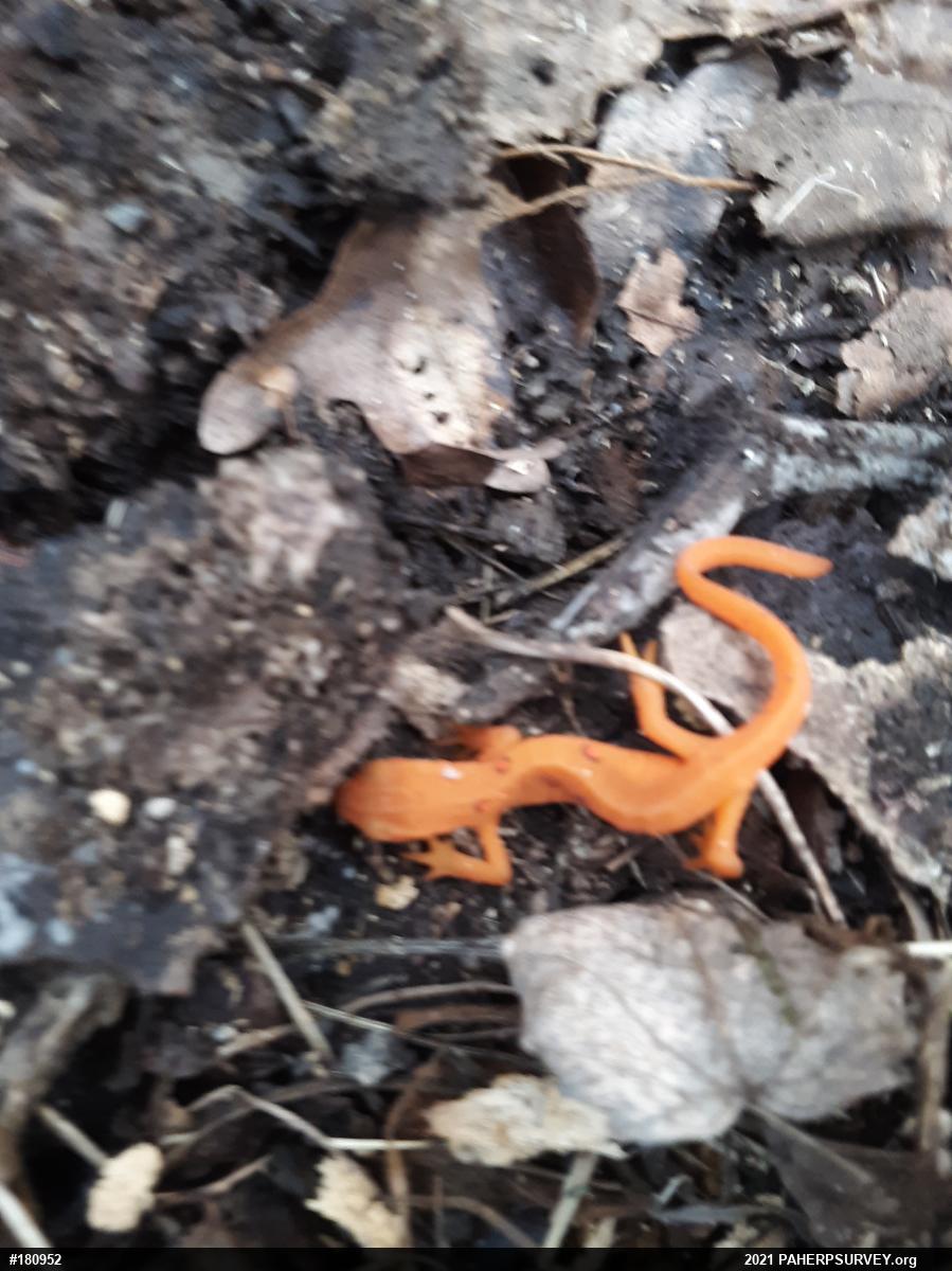 Red-spotted Newt