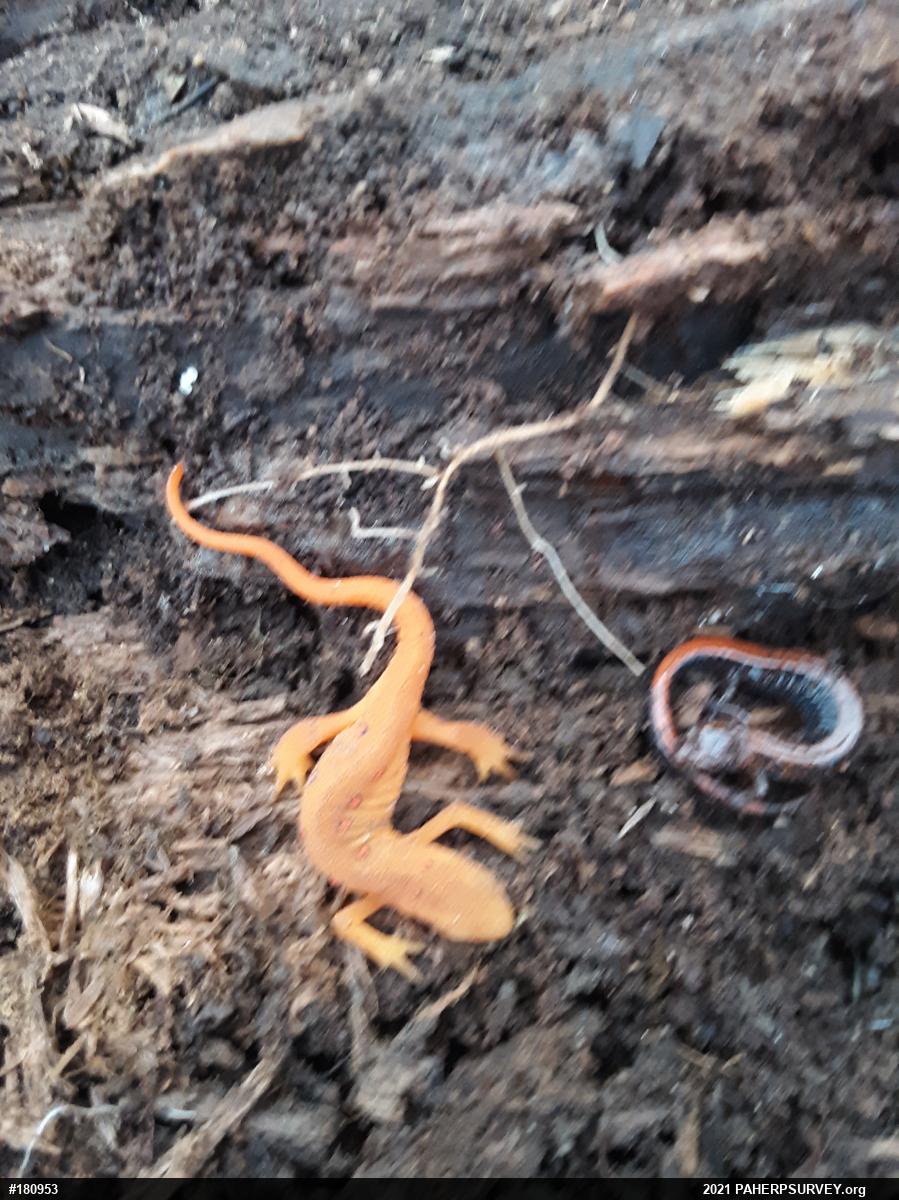 Red-spotted Newt