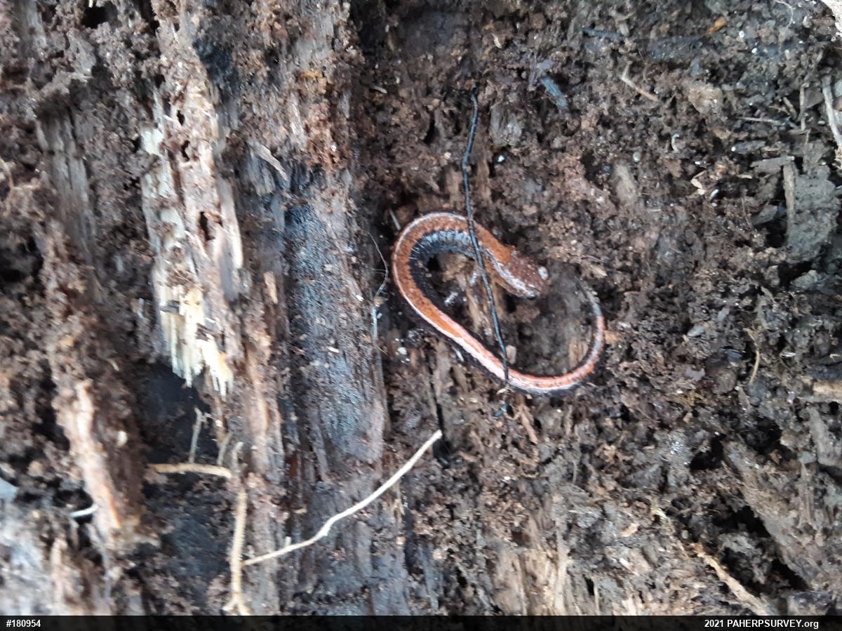 Eastern Red-backed  Salamander