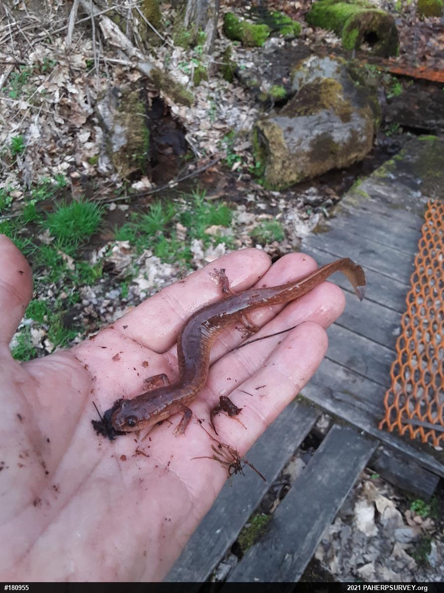 Northern Spring Salamander