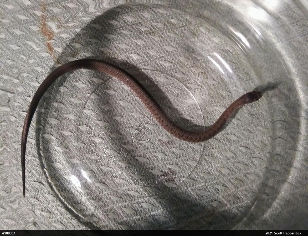 Dekay's Brownsnake