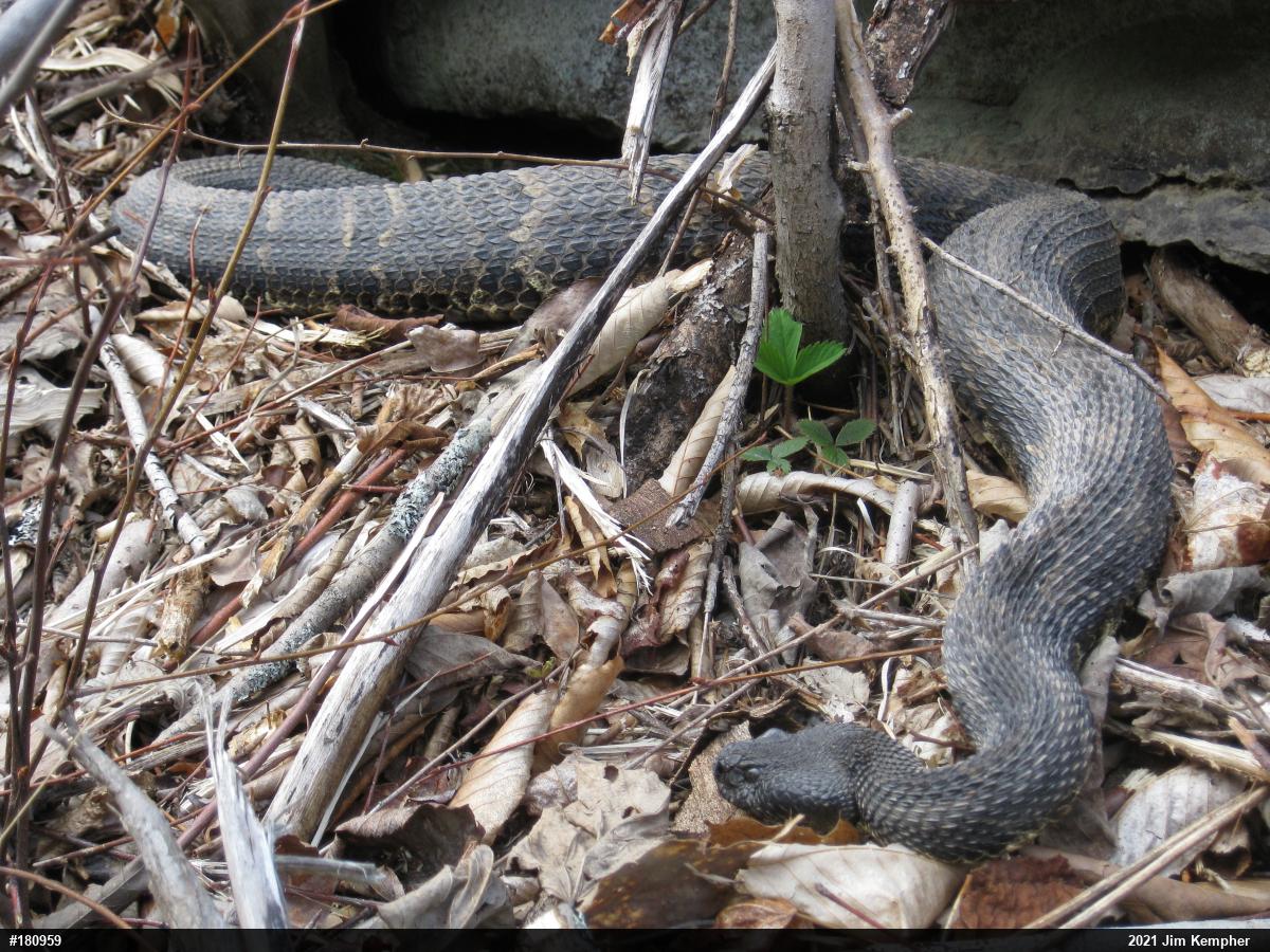 Timber Rattlesnake