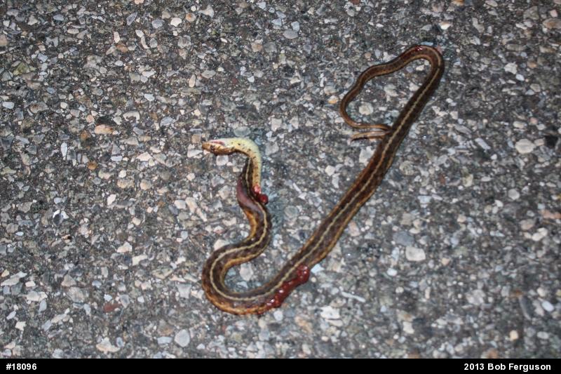 Eastern Gartersnake
