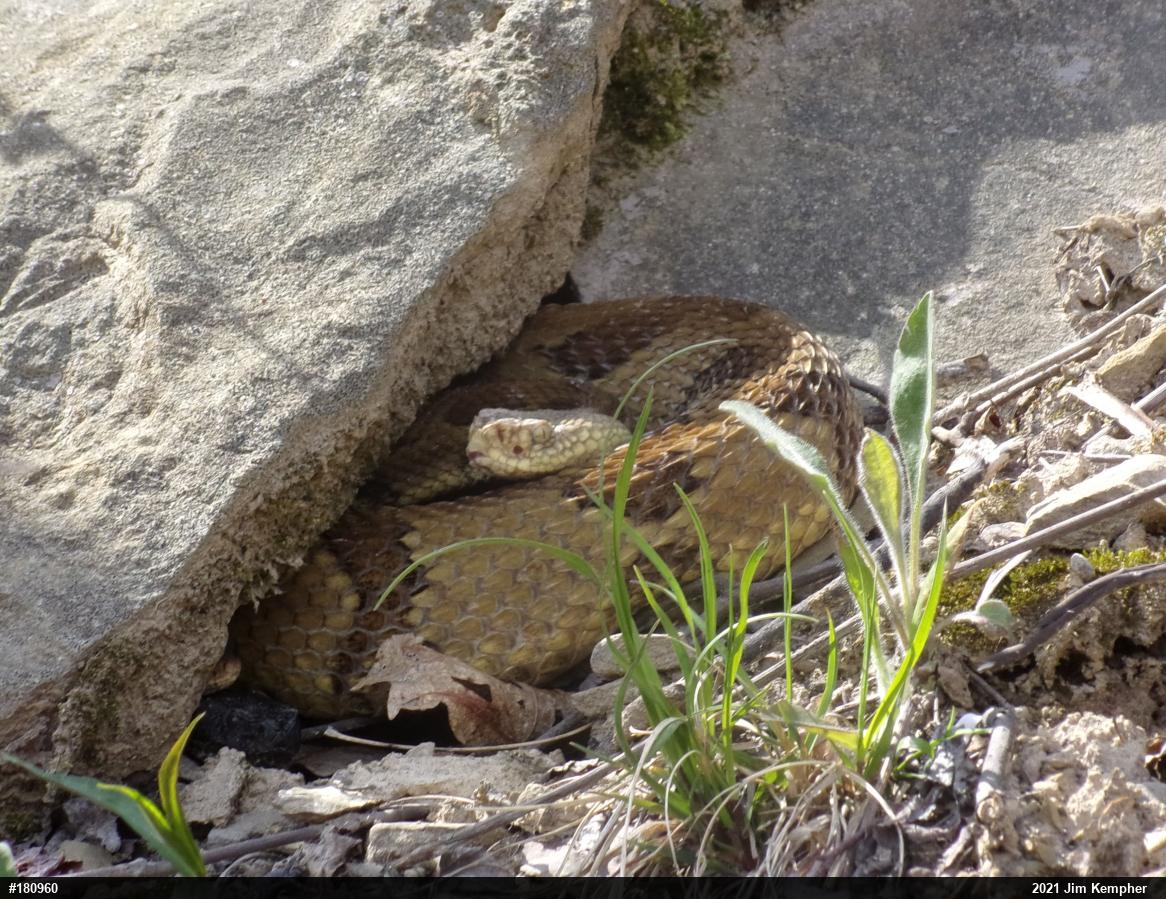 Timber Rattlesnake