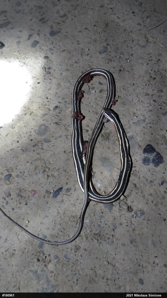 Northern Ribbonsnake