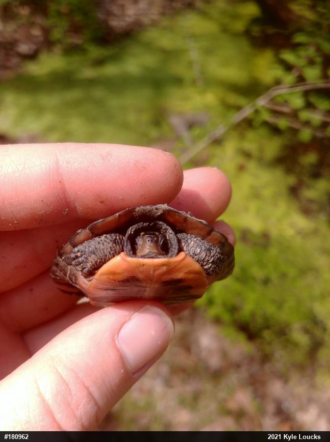Spotted Turtle