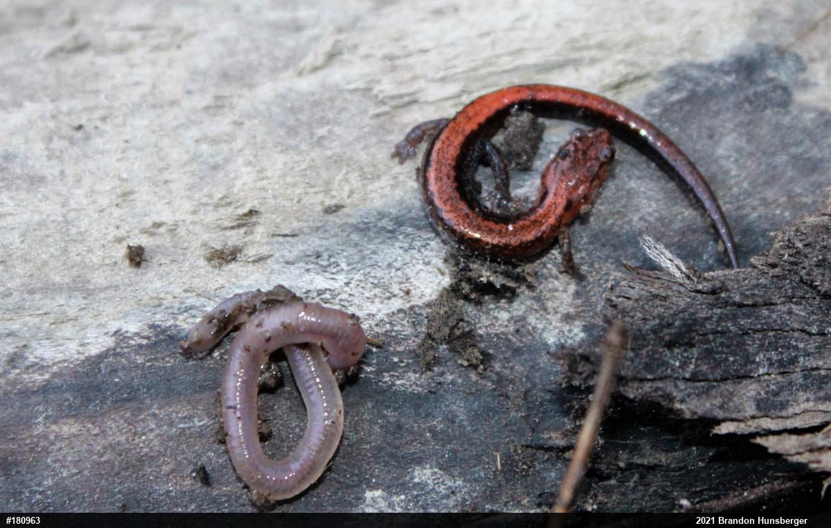 Eastern Red-backed  Salamander