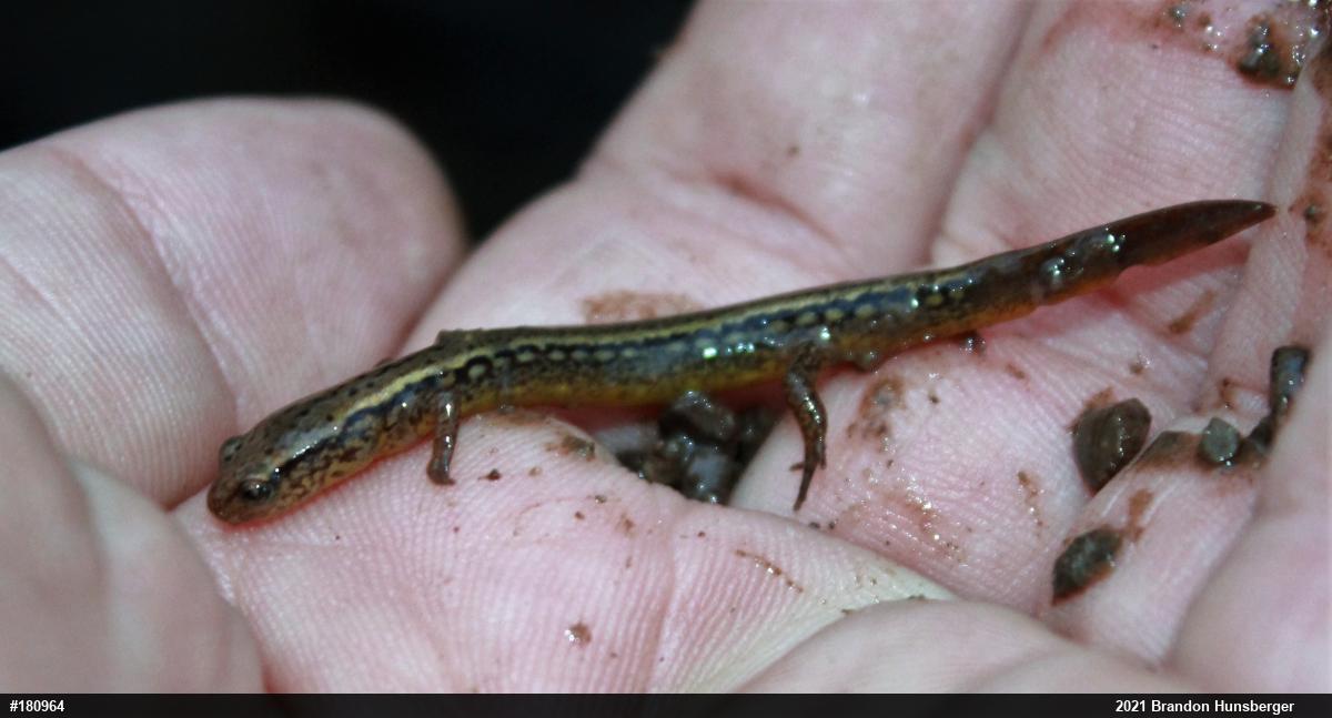 Northern Two-lined Salamander