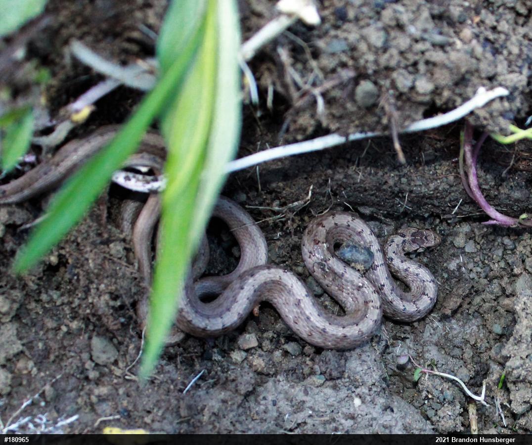 Dekay's Brownsnake