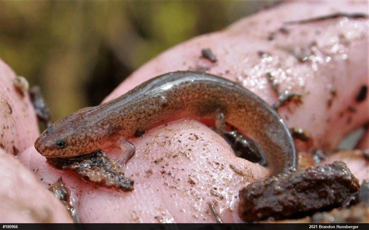 Northern Red Salamander