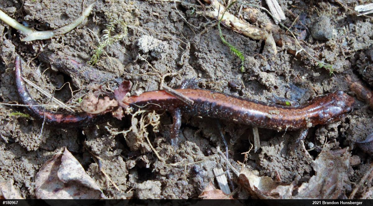 Eastern Red-backed  Salamander