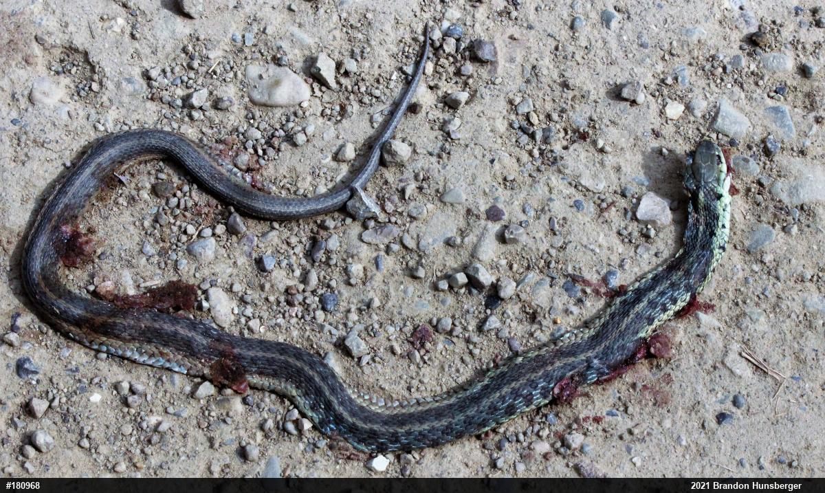 Eastern Gartersnake