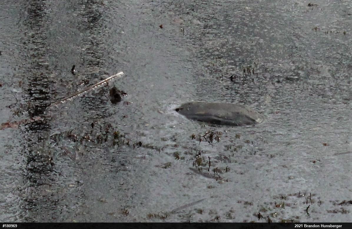 Snapping Turtle