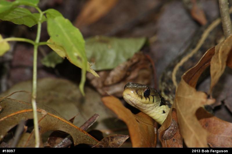 Eastern Gartersnake