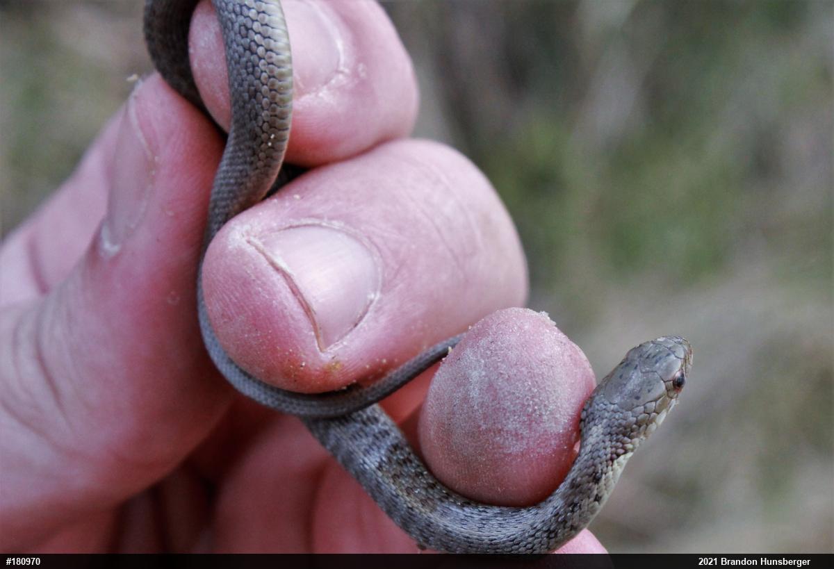 Eastern Gartersnake