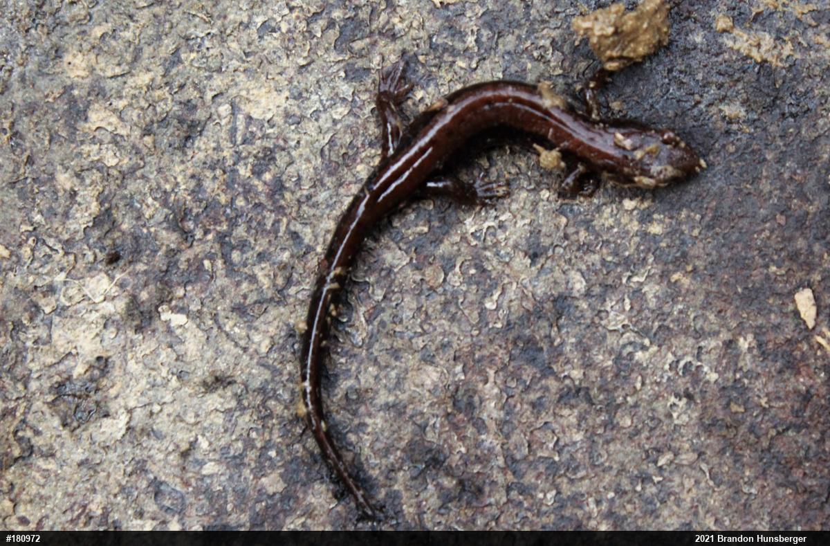 Allegheny Mountain Dusky Salamander