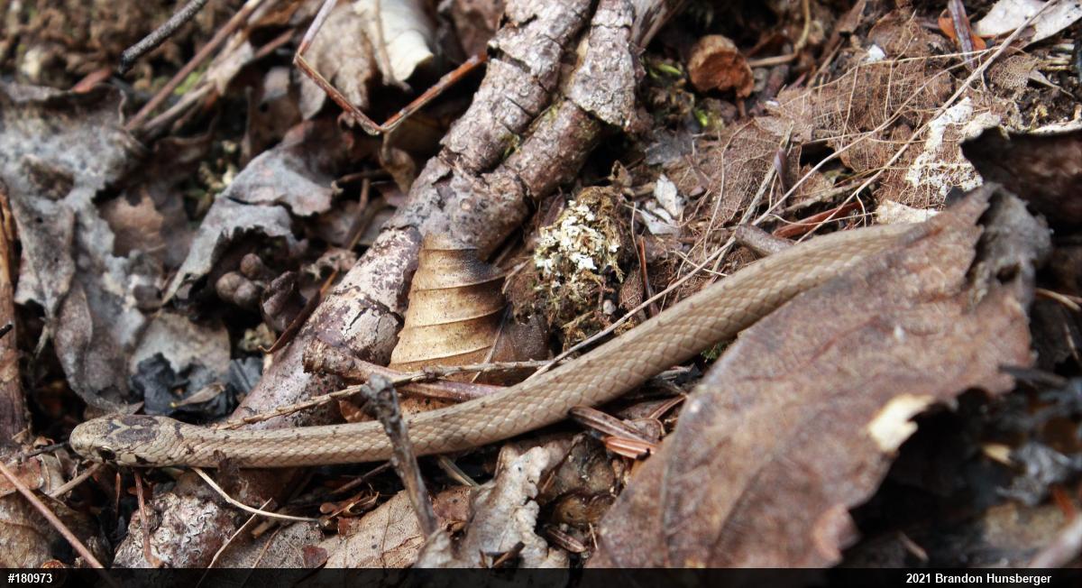 Dekay's Brownsnake