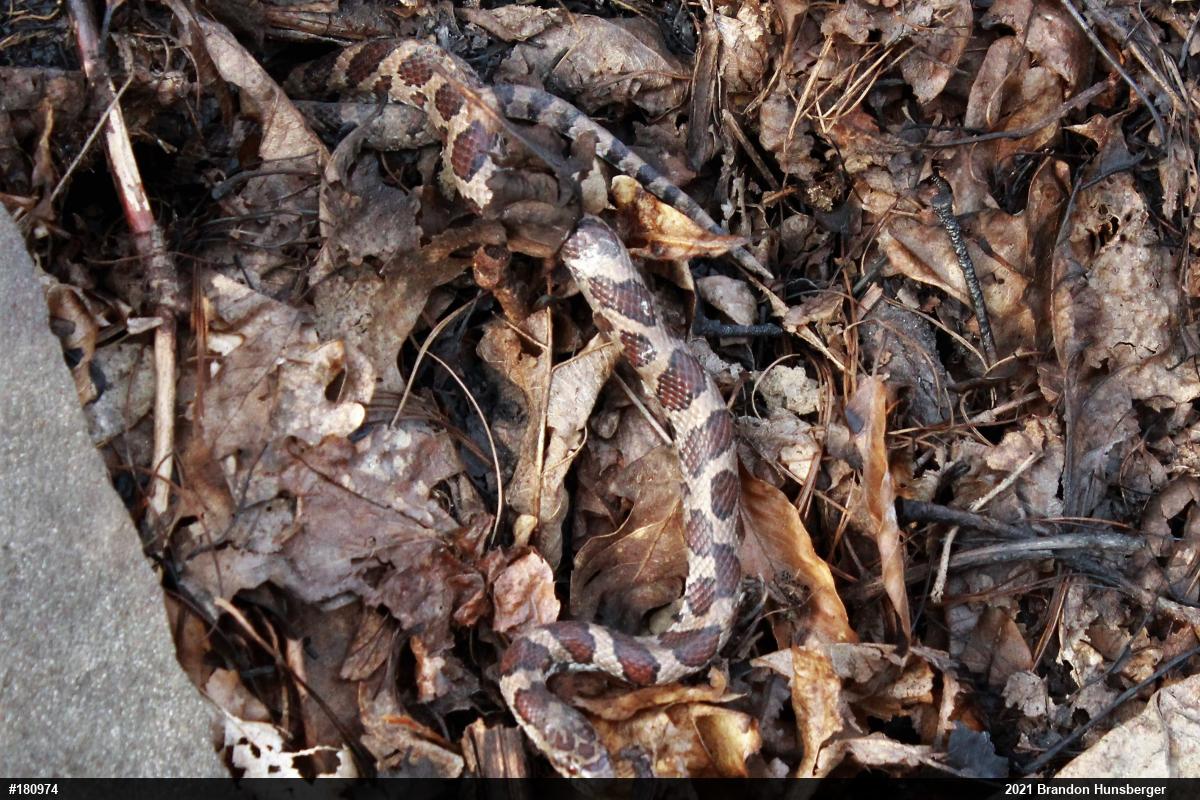 Eastern Milksnake