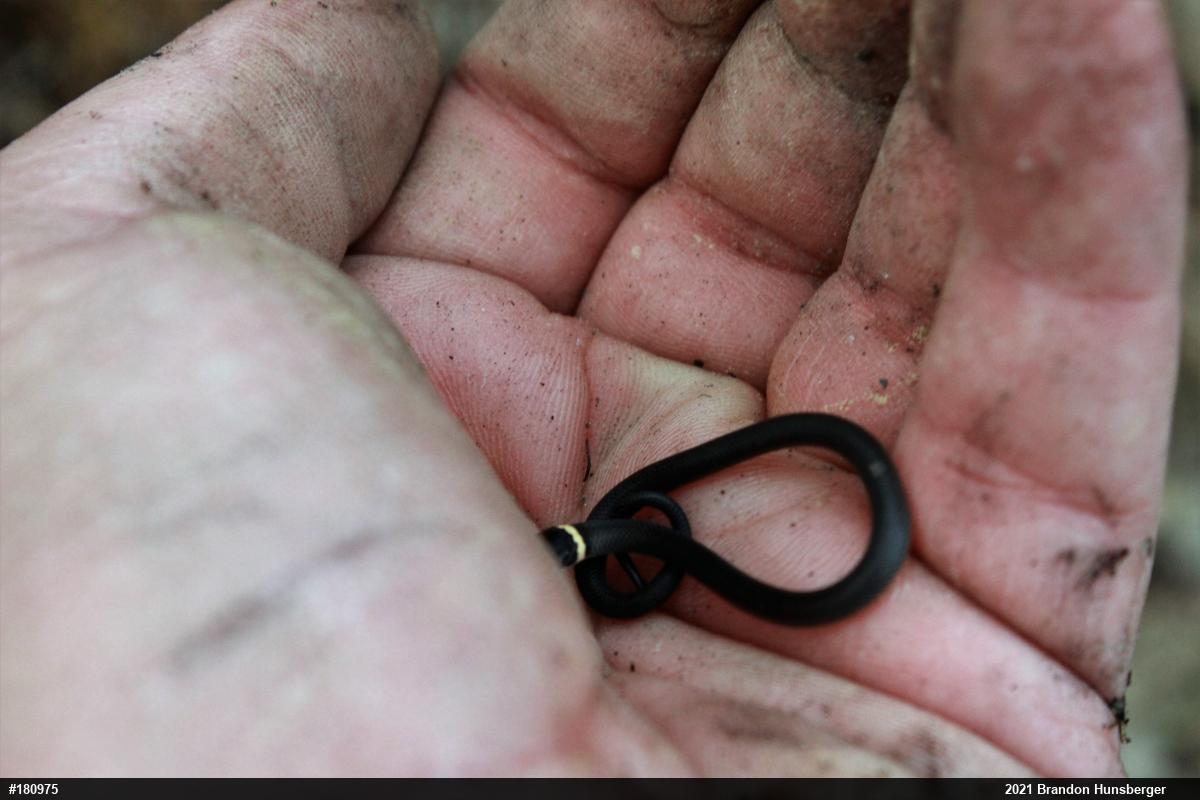 Northern Ring-necked Snake