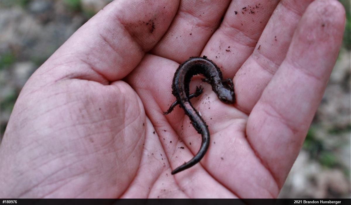 Eastern Red-backed  Salamander