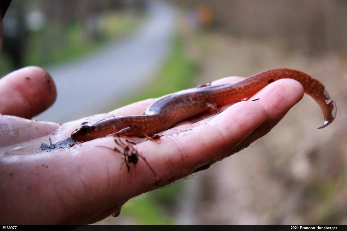 Northern Spring Salamander