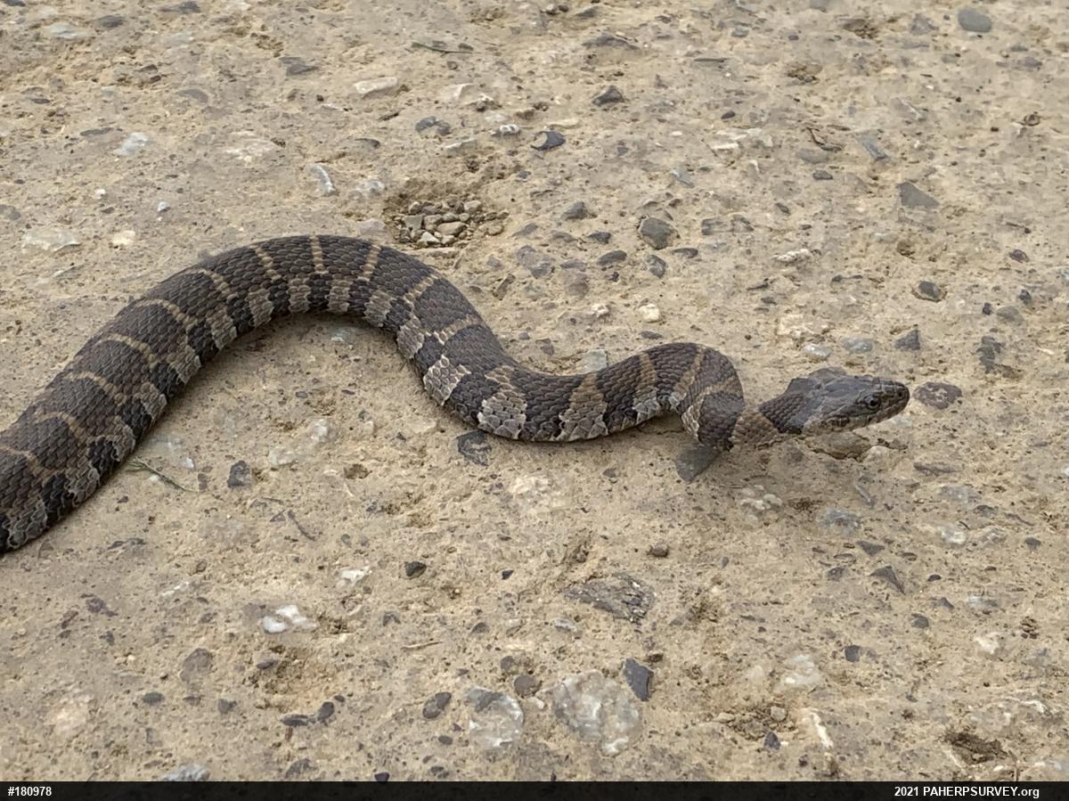 Northern Watersnake