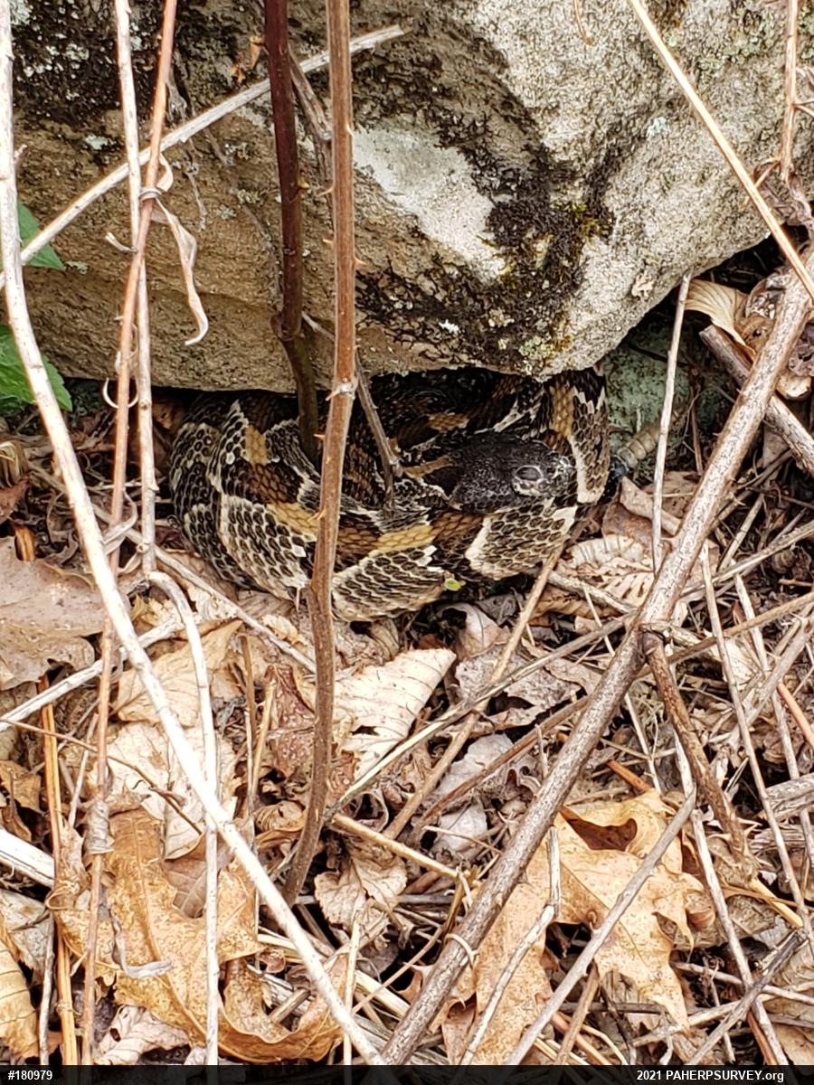 Timber Rattlesnake