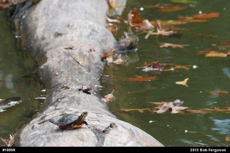 Eastern Painted Turtle