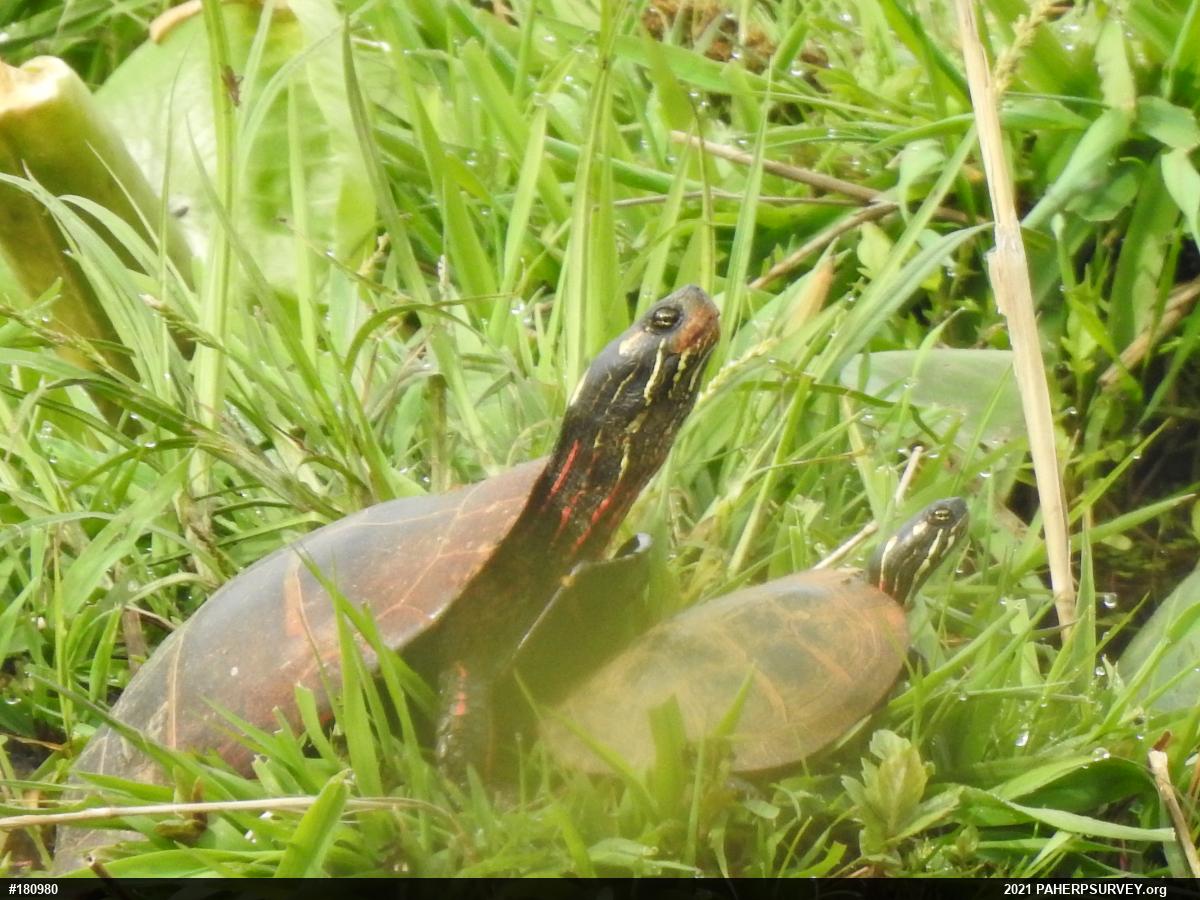 Painted Turtle