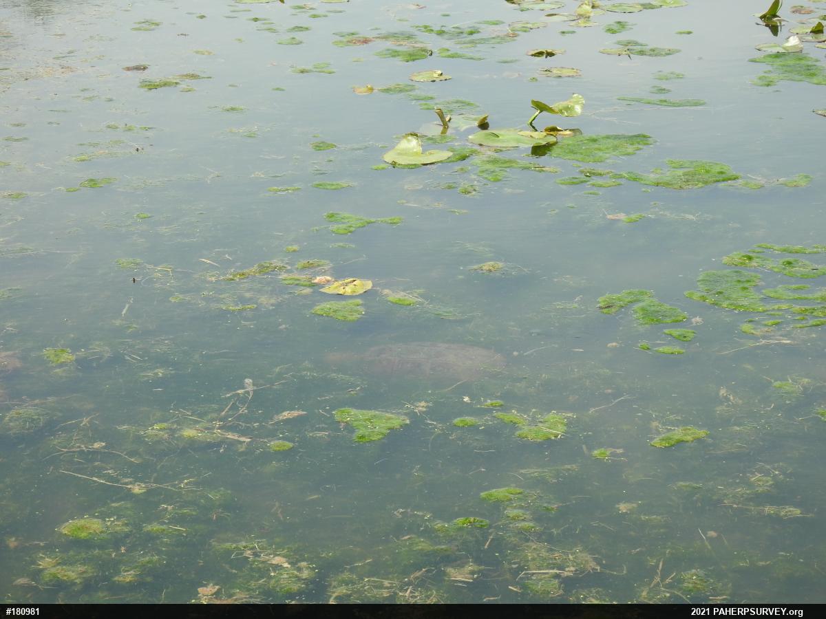 Snapping Turtle