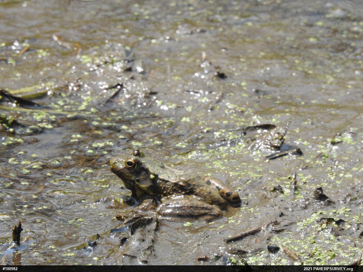 Green Frog