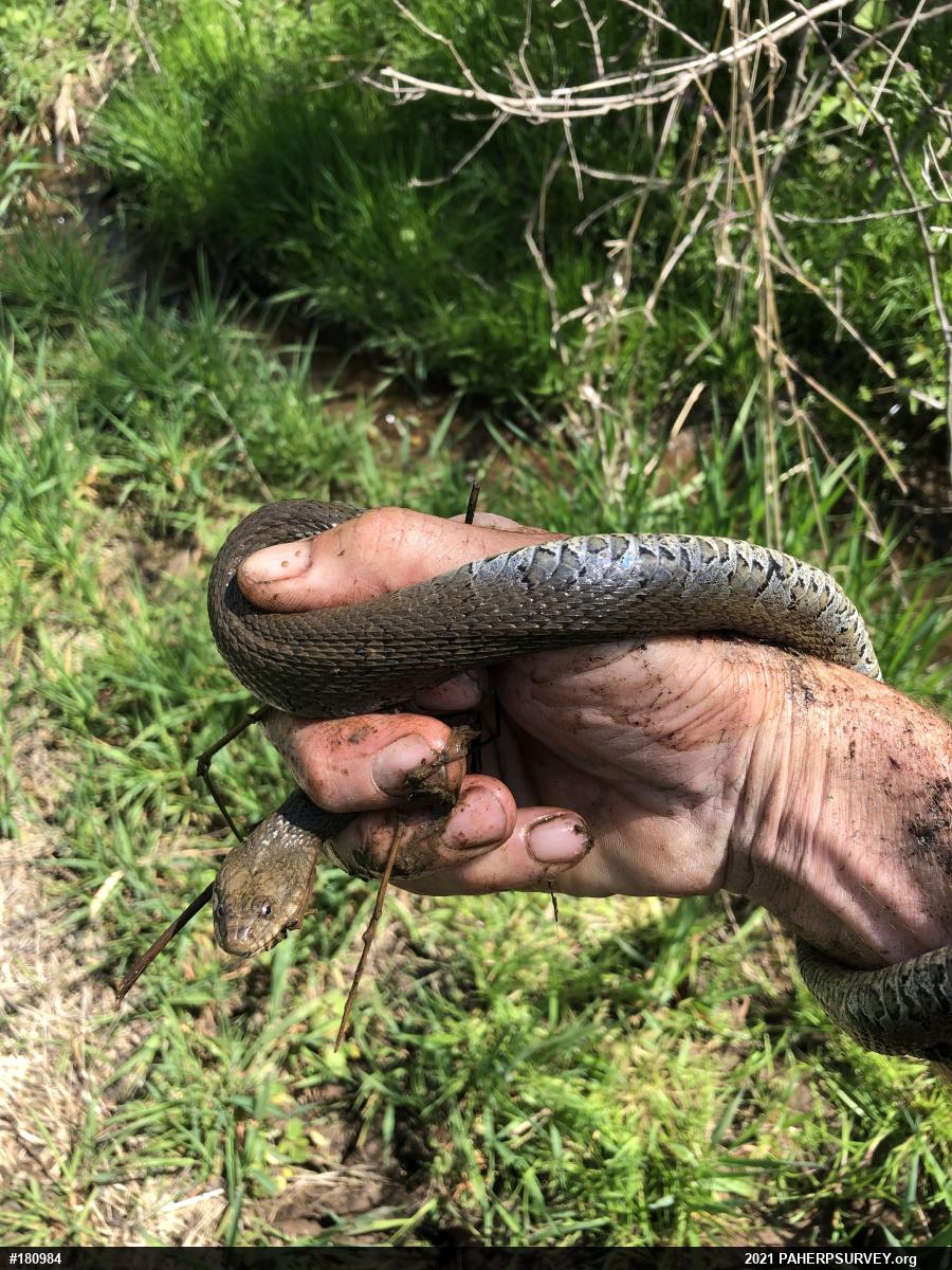 Northern Watersnake