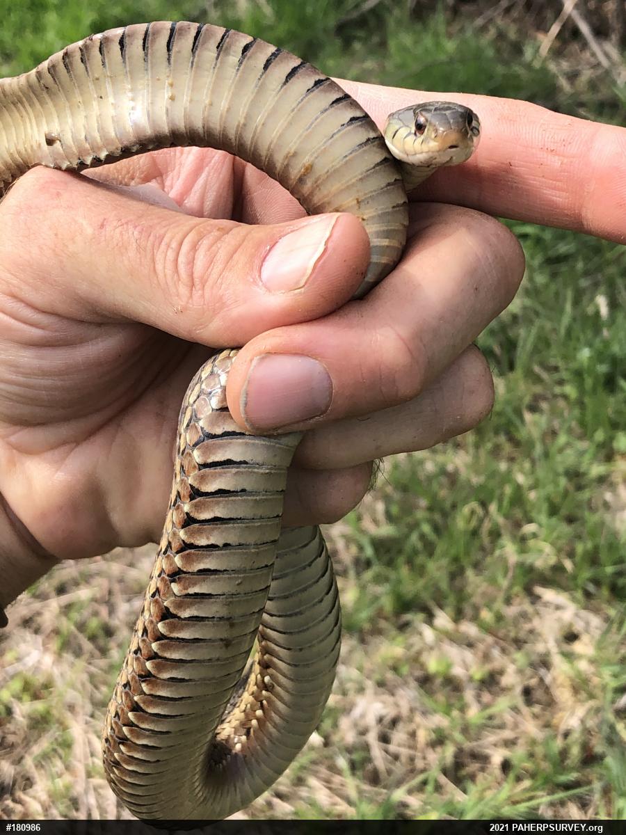Eastern Gartersnake