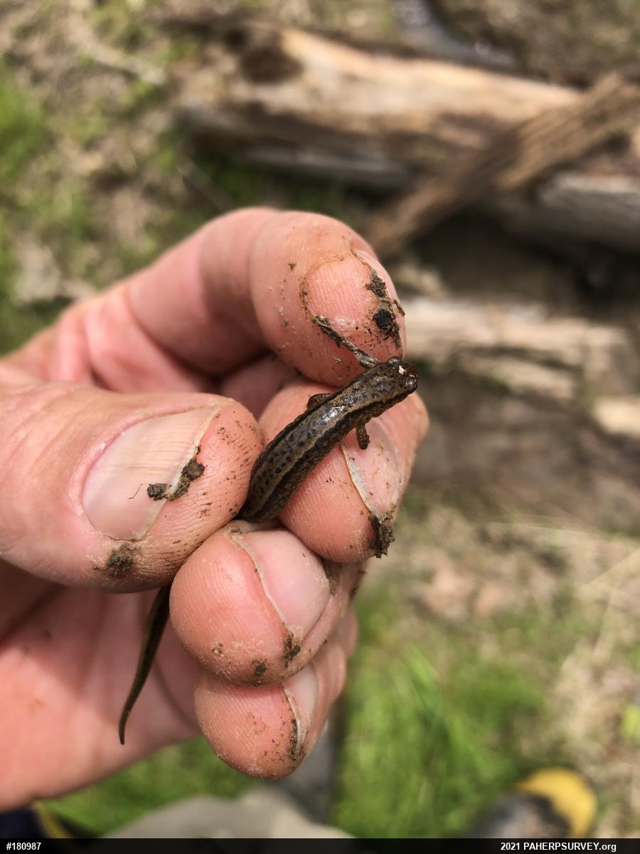 Northern Two-lined Salamander