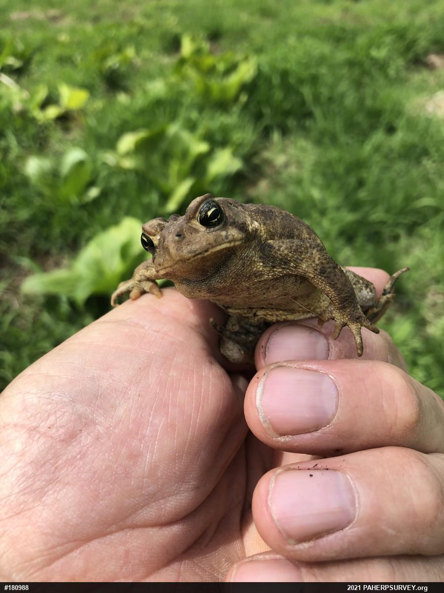 Eastern American Toad