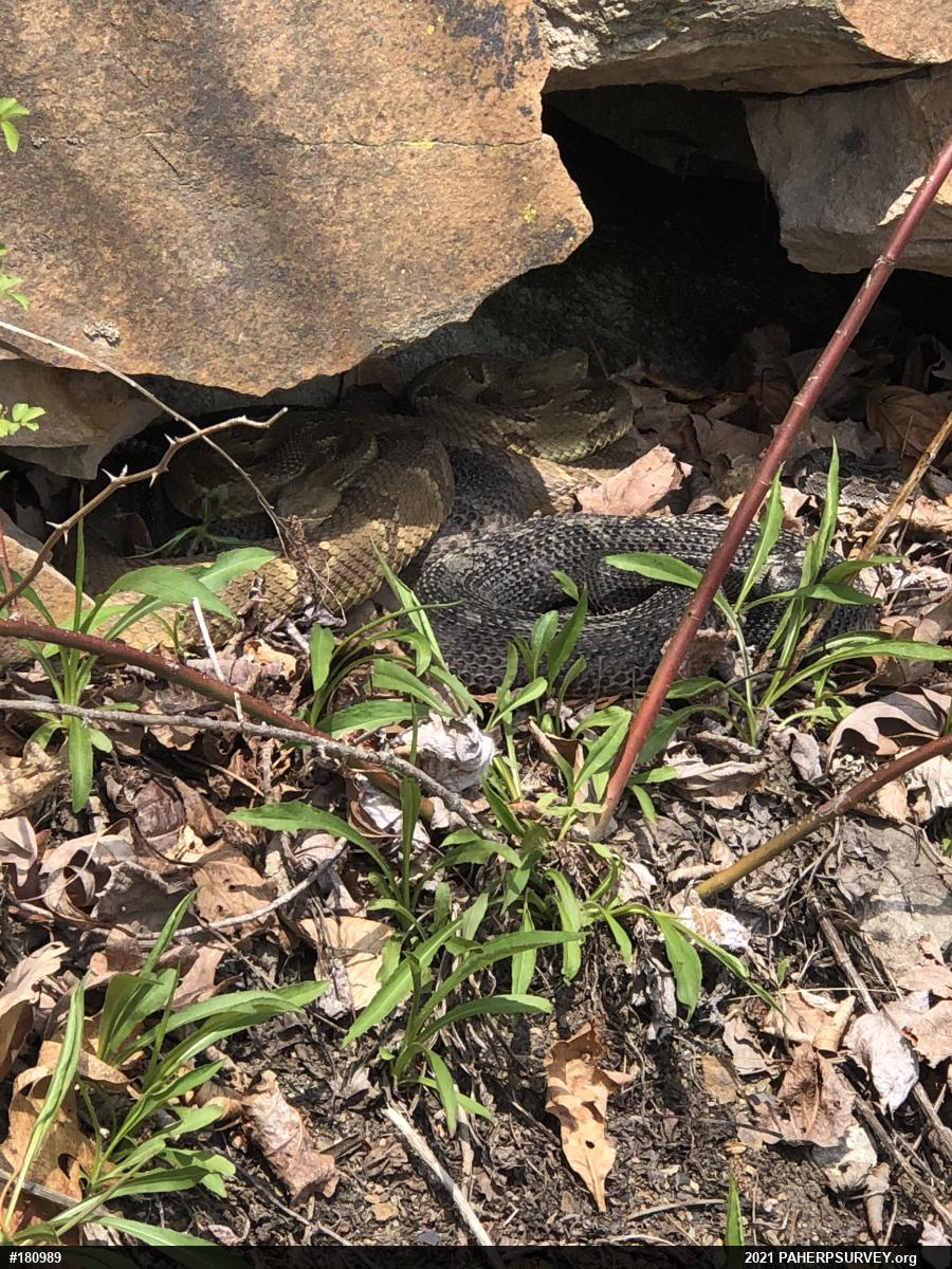 Timber Rattlesnake