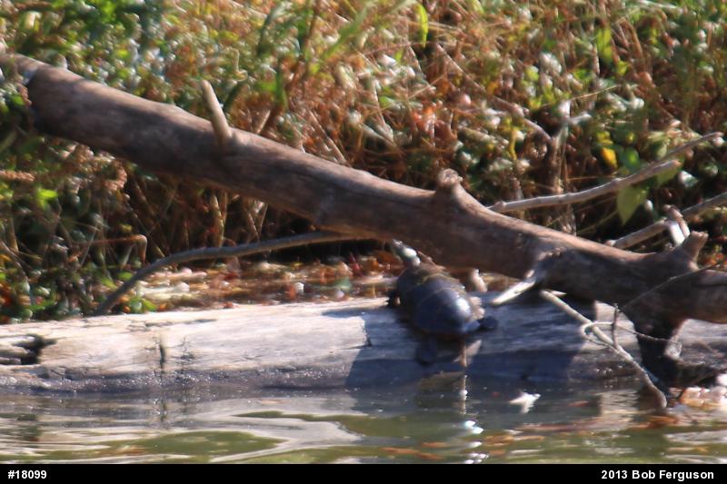 Eastern Painted Turtle